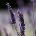 Lavender's Blue Dilly Dilly  by phil_sandford