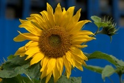 27th Jul 2023 - sunflower