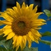 sunflower by ollyfran