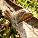 Little butterfly by pamknowler