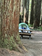 25th Jul 2023 - Camping at Florence Keller Redwoods