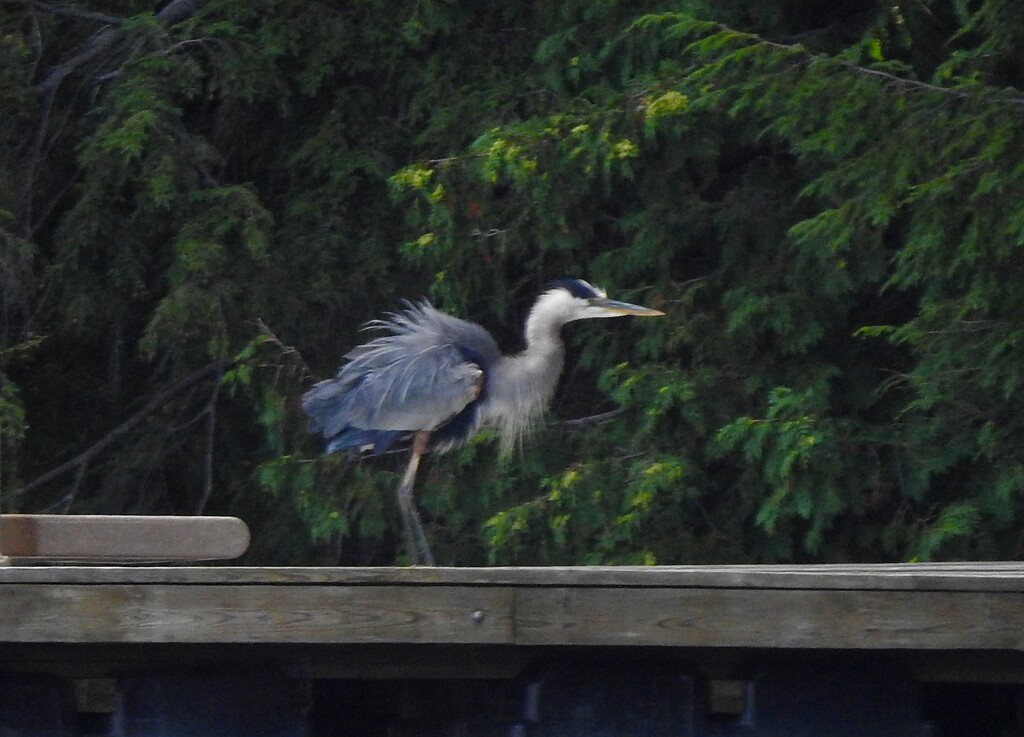 Great Blue Heron by sunnygreenwood