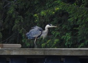 7th Aug 2019 - Great Blue Heron