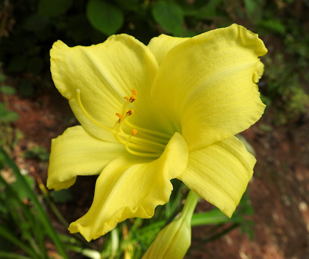 Daylily by sunnygreenwood