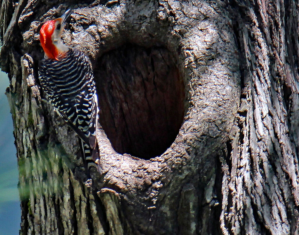 July 26 Red Bellied Woodpecker At Opening IMG_4183AAA by georgegailmcdowellcom