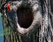 26th Jul 2023 - July 26 Red Bellied Woodpecker At Opening IMG_4183AAA