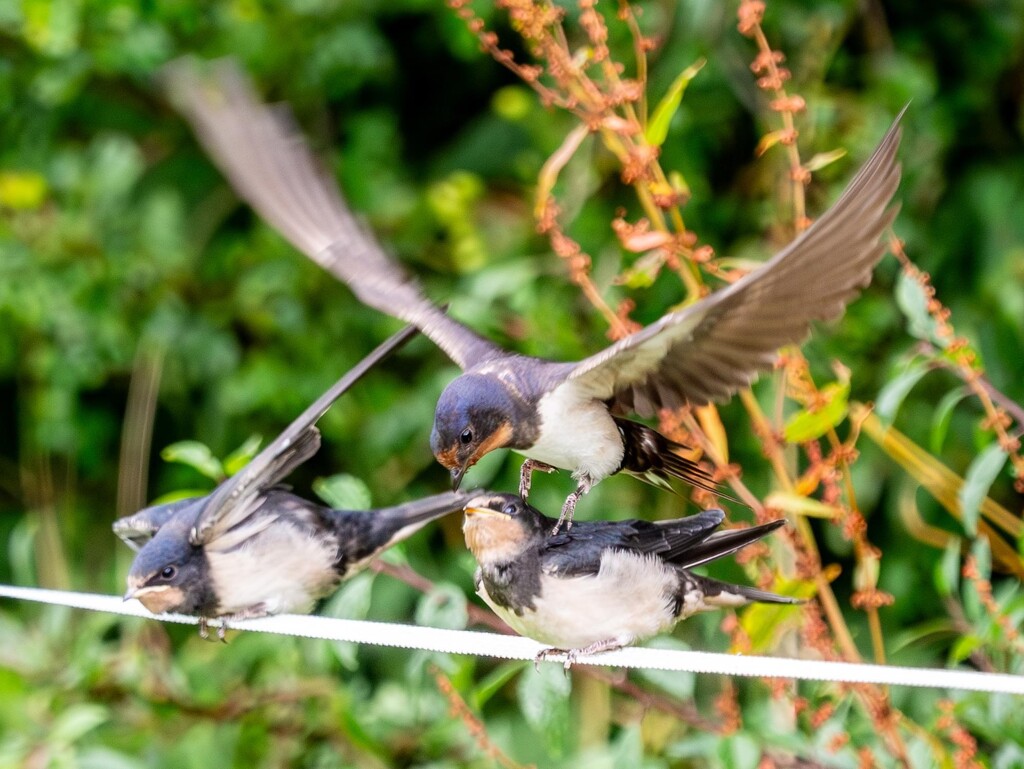 Fledgling swallows  by barrowlane