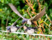 27th Jul 2023 - Fledgling swallows 