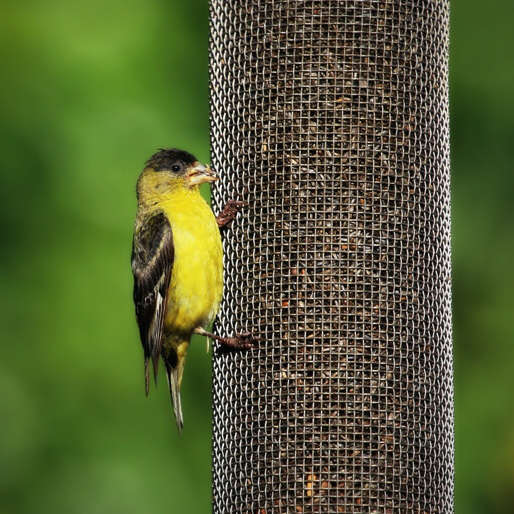 lesser goldfinch by ellene