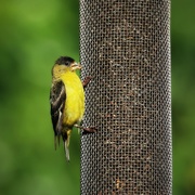 11th Jul 2023 - lesser goldfinch