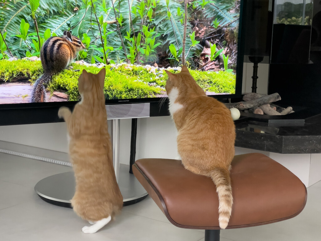 07-27 - Watching Cat TV by talmon