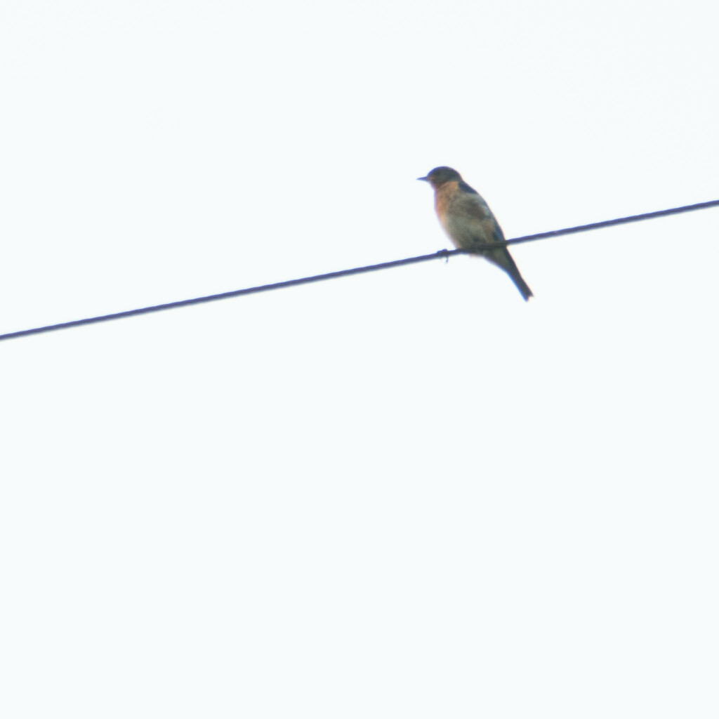 Bluebird on the wire by randystreat