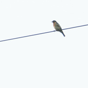 27th Jul 2023 - Bluebird on the wire
