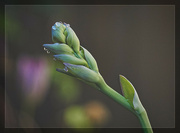 27th Jul 2023 - Hosta Scape