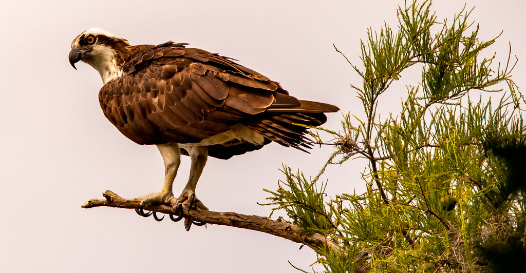 Osprey Watching Out! by rickster549