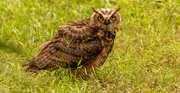 27th Jul 2023 - Great Horned Owl on the Ground!