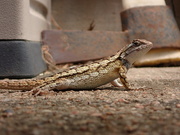 27th Jul 2023 - Texas Spiny Lizard on my Patio