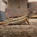 Texas Spiny Lizard on my Patio