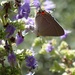 Unknown butterfly by matsaleh