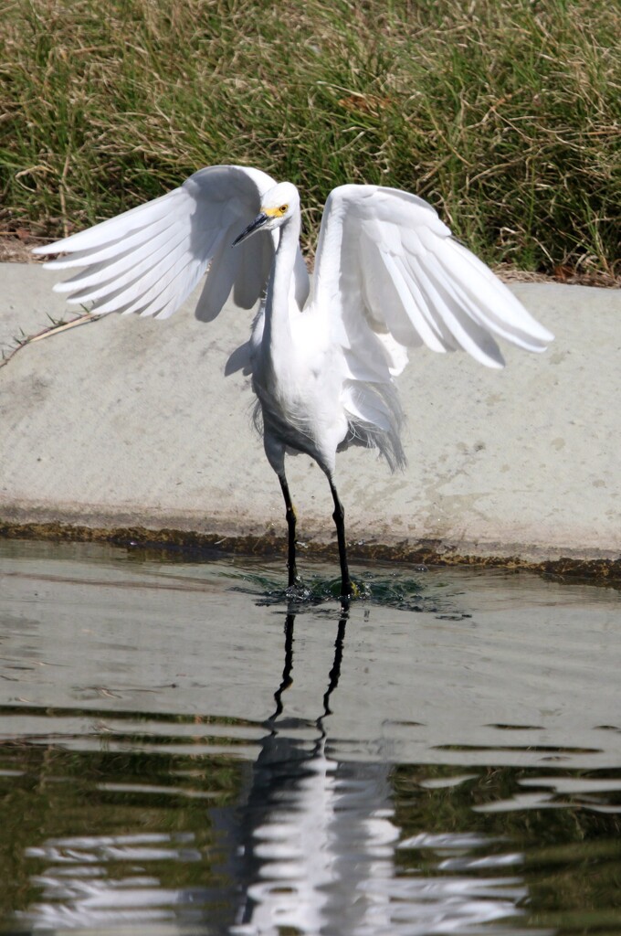 showy egret by ellene
