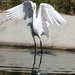 showy egret by ellene