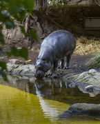 28th Jul 2023 - Hippo