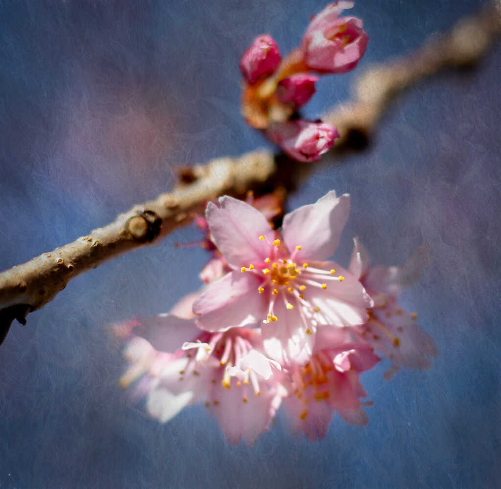 First of the Cherry Blossoms by 365projectclmutlow