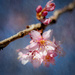 First of the Cherry Blossoms by 365projectclmutlow