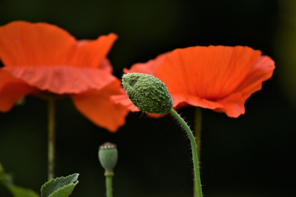 The life stages of a poppy by anitaw