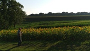 28th Jul 2023 - Sunflower Field