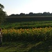 Sunflower Field by julie