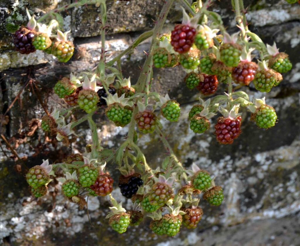 Wild Blackberries by arkensiel