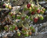 27th Jul 2023 - Wild Blackberries