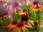 26th Jul 2023 - Coneflowers Galore