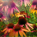 Coneflowers Galore by skipt07