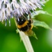 pollinator by cam365pix
