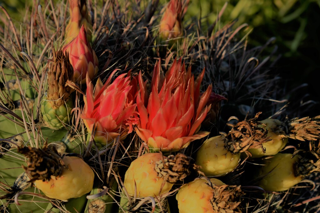 Jul 26 Barrel Cactus flowers by sandlily