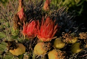 26th Jul 2023 - Jul 26 Barrel Cactus flowers