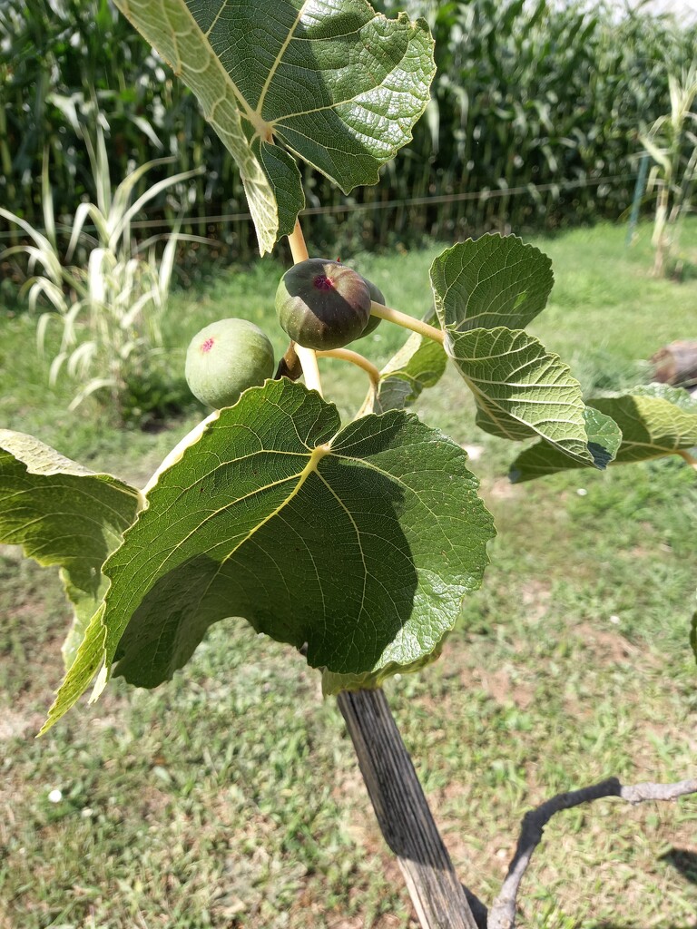 First figs on our new tree by ladypolly