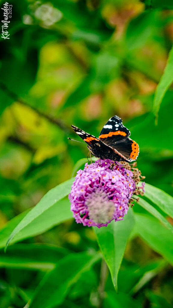 Butterfly Bush by manek43509