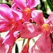 Oleanders  by rensala