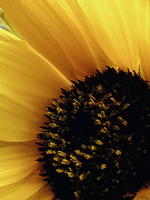 23rd Jul 2023 - Sunflower Profile