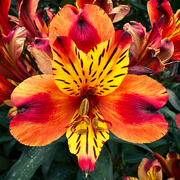 28th Jul 2023 - Alstroemeria