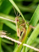 28th Jul 2023 - Tearful grasshopper 