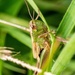 Tearful grasshopper  by barrowlane