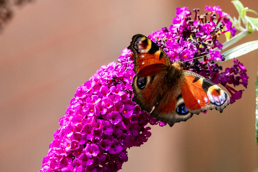 Peacock Butterfly by phil_sandford