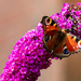 Peacock Butterfly by phil_sandford