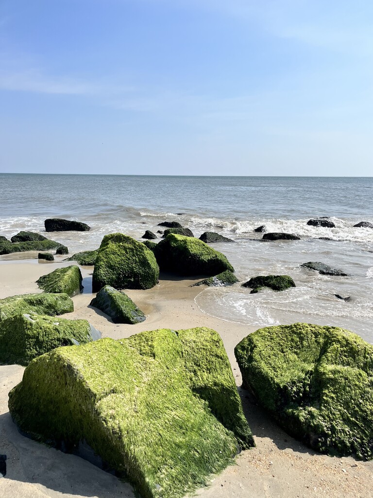 Cape Henlopen State Park  by beckyk365