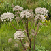 Wild Angelica by lifeat60degrees