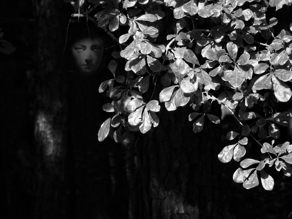 Lurking in the shadows... by marlboromaam